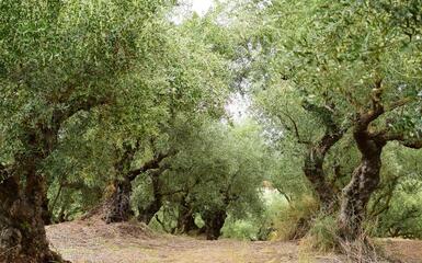 Olio extra-vergine di oliva dell' Isola di Capo Rizzuto