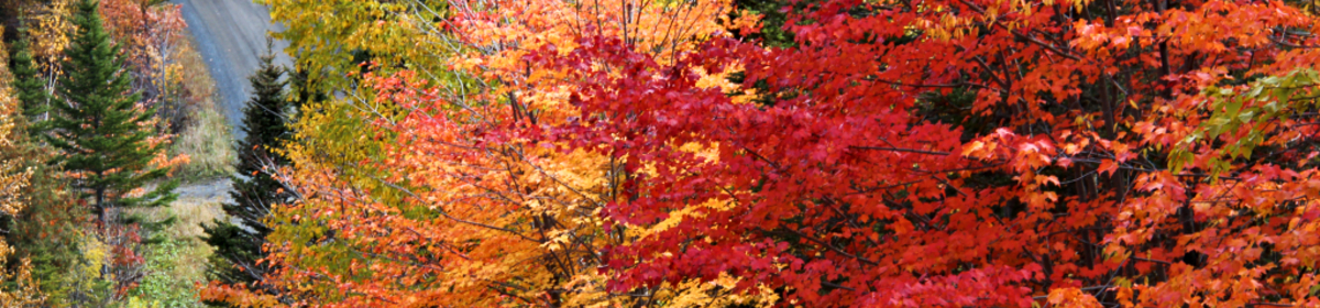 Banner gaspe foliage strade
