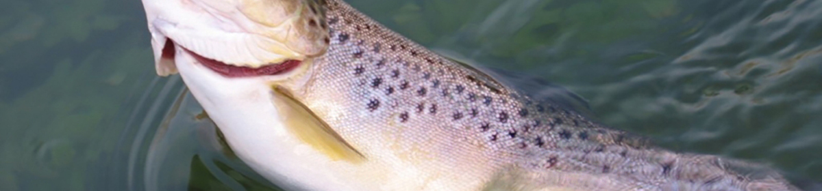 Banner 260...  raduno trota 