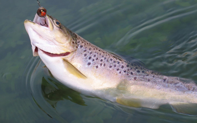 Pesca sportiva Parma - Raduno non competitivo di pesca alla Trota 2026